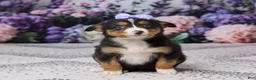 Miniature Australian Shepherd dogs for sale: Kendra - Ad 1