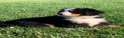 Bernese Mountain Dog dogs for sale: Fern - Ad 14