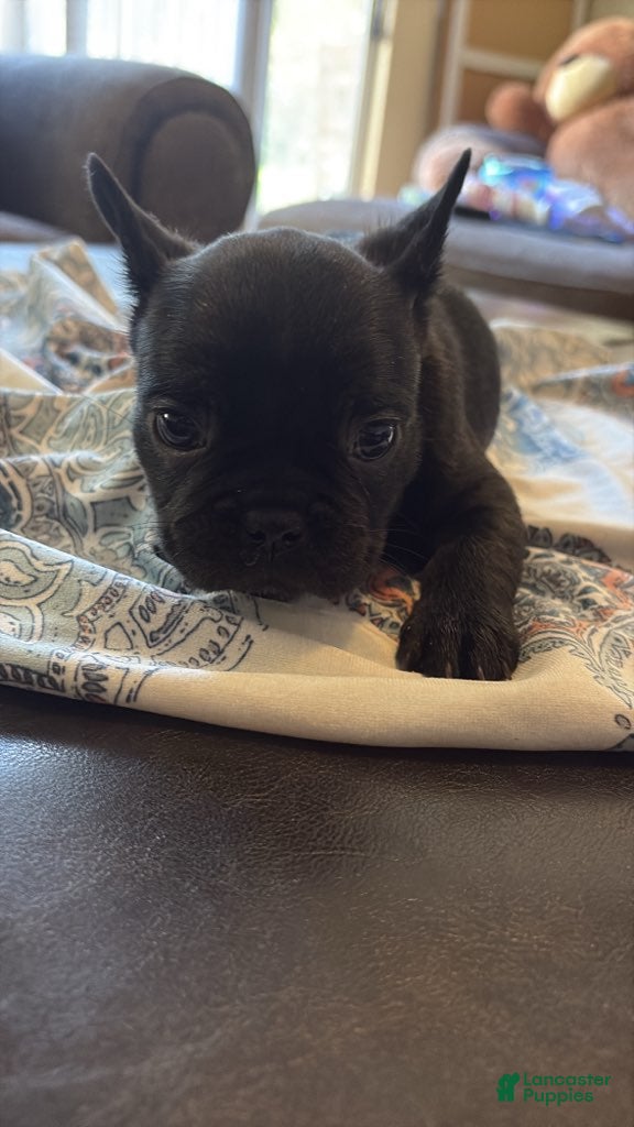 French Bulldog dogs French Bulldog Female  - Ad 1