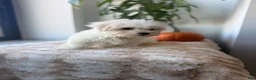 Maltese dogs for sale: Rabbit - Ad 1