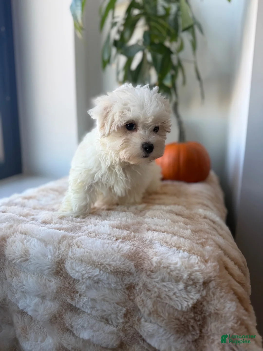 Maltese dogs for sale: Rabbit - Ad 1