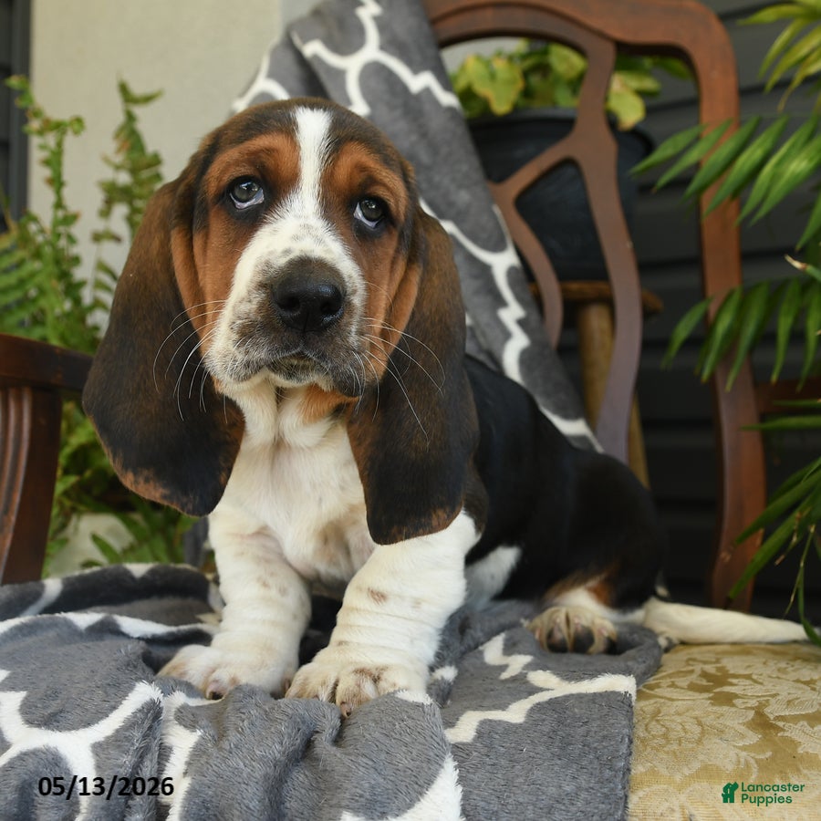 Basset Hound dogs for sale: Charlotte - Ad 2
