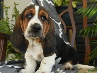 Basset Hound dogs for sale: Charlotte - Ad 2