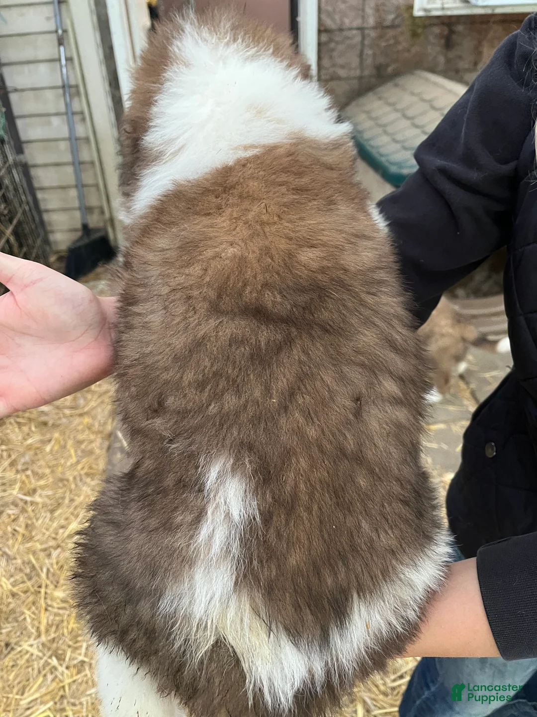 Saint Bernard dogs for sale: Saint Bernard 1 Richie - Ad 2