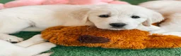Golden Retriever dogs for sale: Golden Retriever Dandy - Ad 1