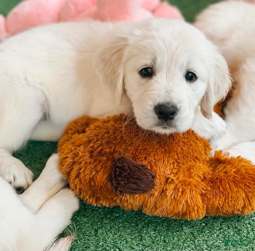 Golden Retriever dogs for sale: Golden Retriever Dandy - Ad 1