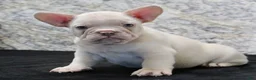 French Bulldog dogs for sale: Rambo - Ad 4