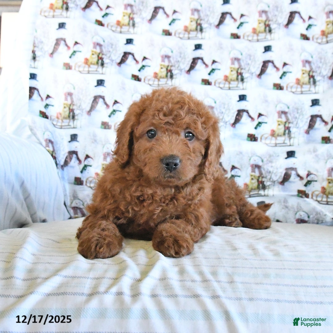 Mini Goldendoodle dogs for sale: Fancy - Ad 4