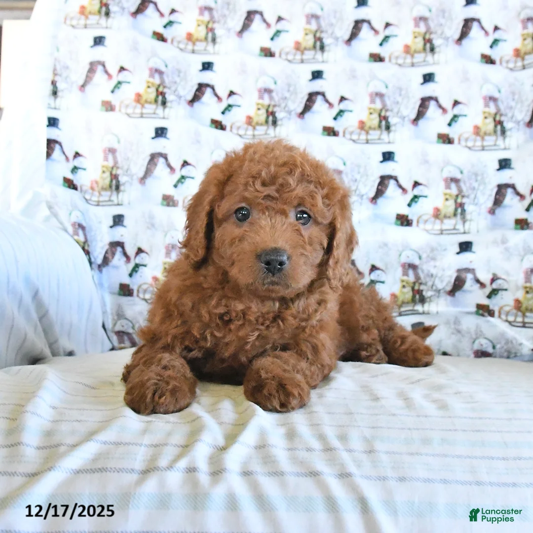 Mini Goldendoodle dogs for sale: Fancy - Ad 4