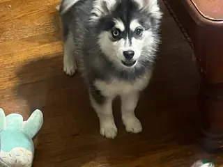 Pomsky dogs Black - Ad 37