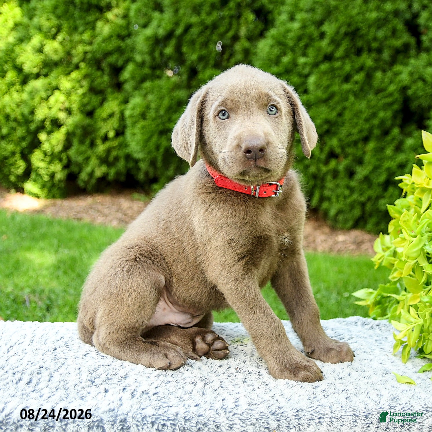 Labrador Retriever dogs Ruben - Ad 2