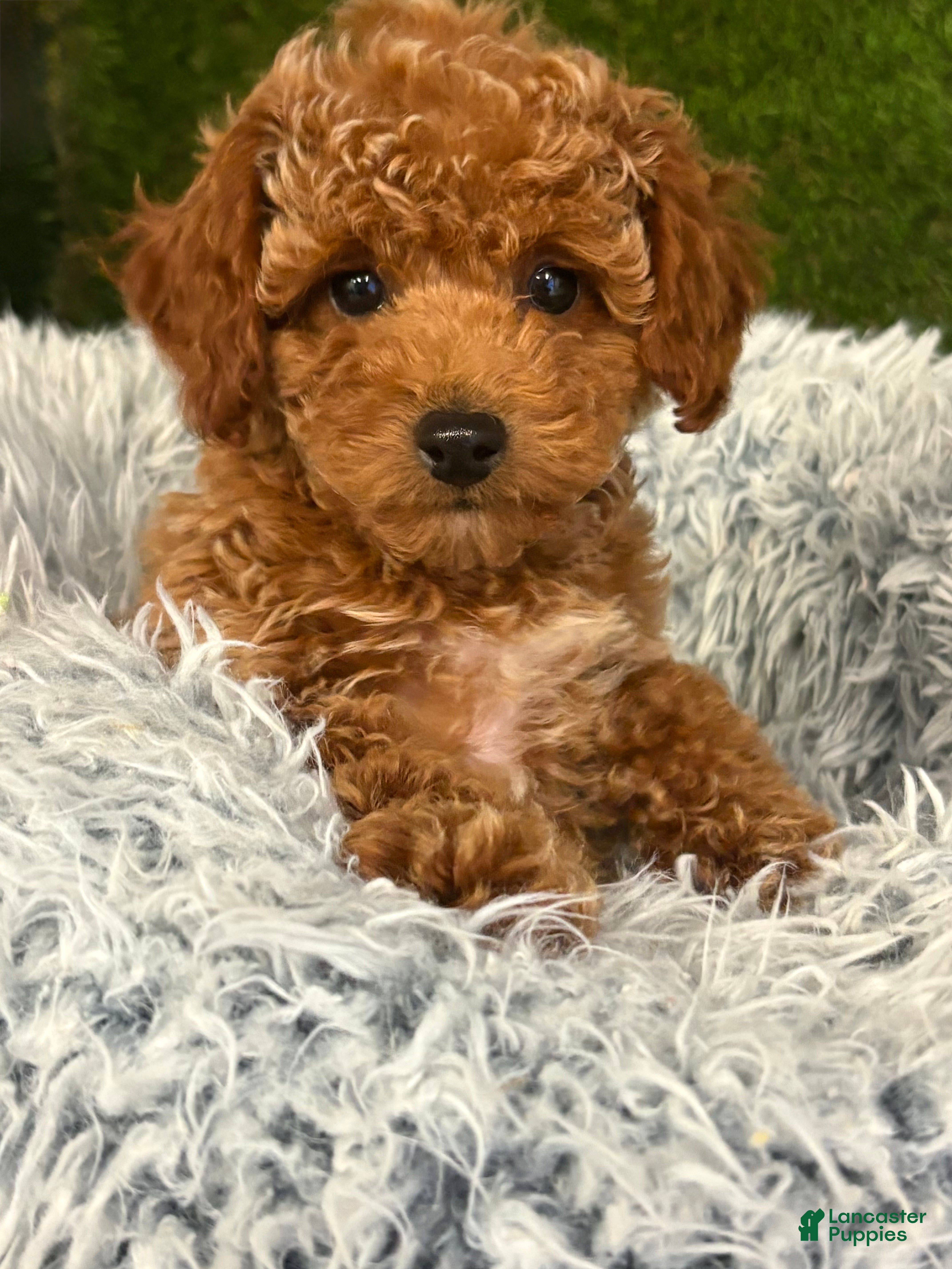 Toy Poodle dogs Milo - Ad 27