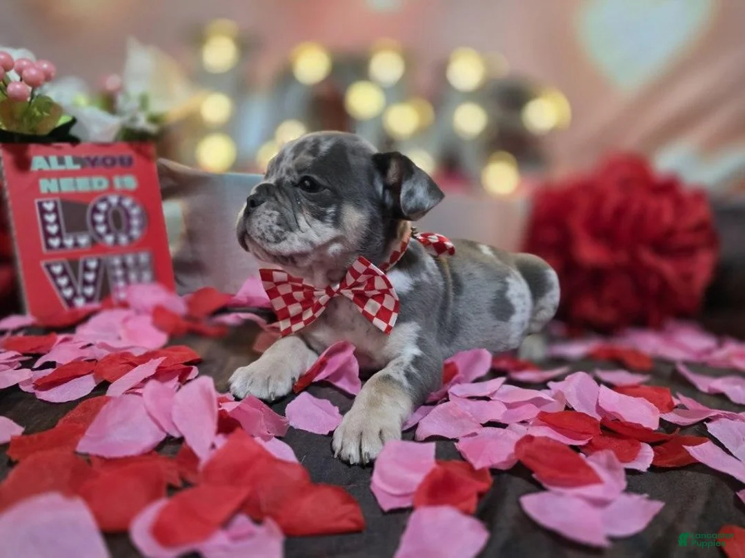 English Bulldog dogs for sale: English Bulldog Puppy 1 - Ad 6