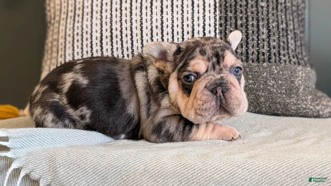 French Bulldog dogs for sale: Rocco - Ad 10