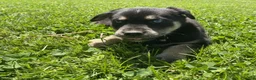 Goberian dogs for sale: Aspen - Ad 1