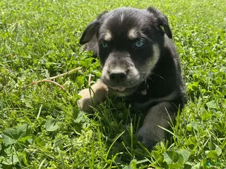Goberian dogs Aspen - Ad 16