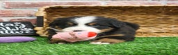 Bernese Mountain Dog dogs for sale: Ornament  - Ad 5
