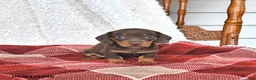 Miniature Dachshund dogs for sale: Jace - Ad 5