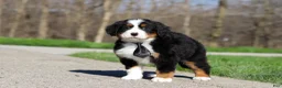 Bernese Mountain Dog dogs for sale: Zeke - Ad 6