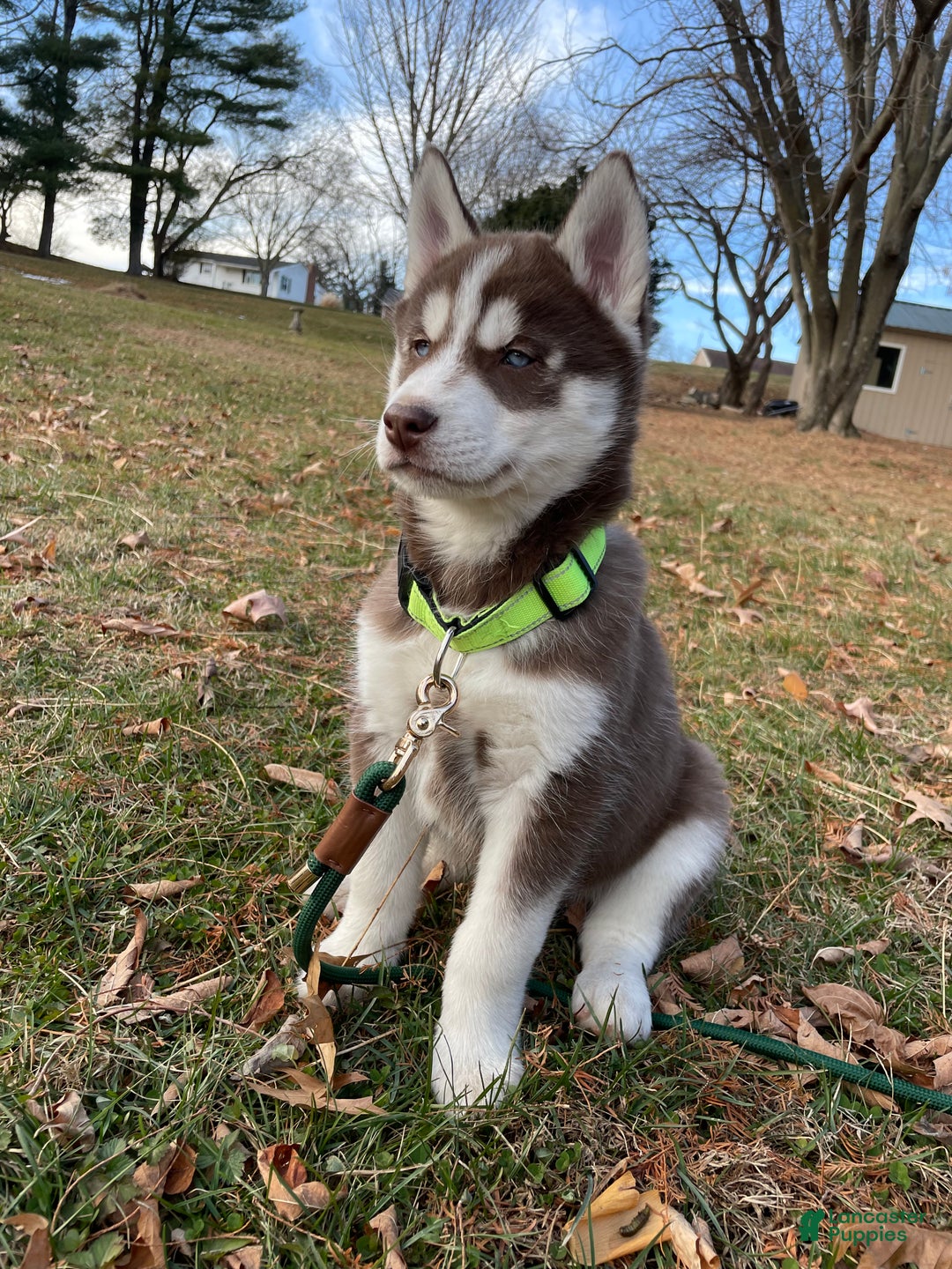Siberian Husky dogs for sale: AKC Siberian Husky - Idris - Ad 1
