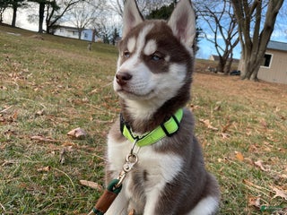 Siberian Husky dogs AKC Siberian Husky - Idris - Ad 17