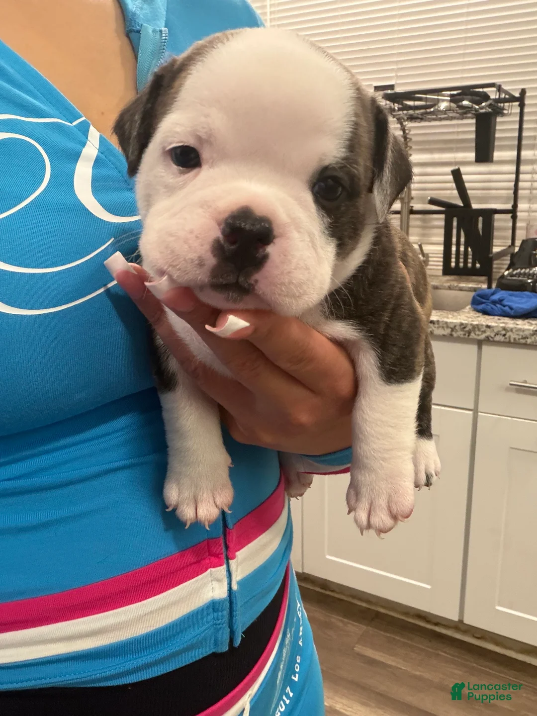 American Bully dogs for sale: American Bully 3 - Ad 1