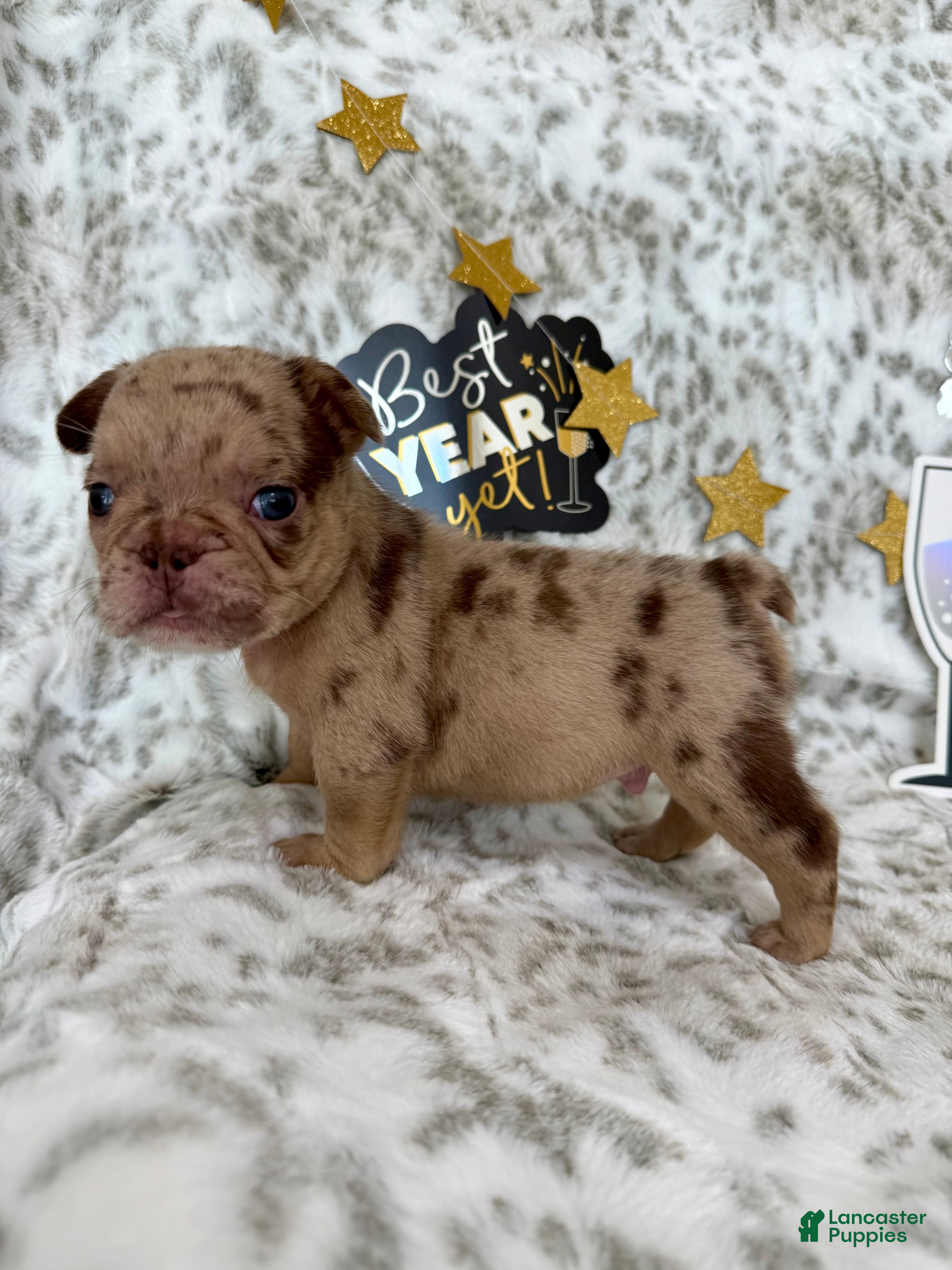 French Bulldog dogs for sale: Bear - Ad 4