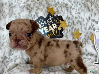 French Bulldog dogs for sale: Bear - Ad 4