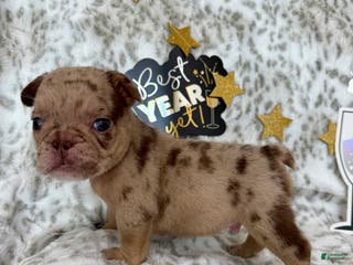 French Bulldog dogs Bear - Ad 1