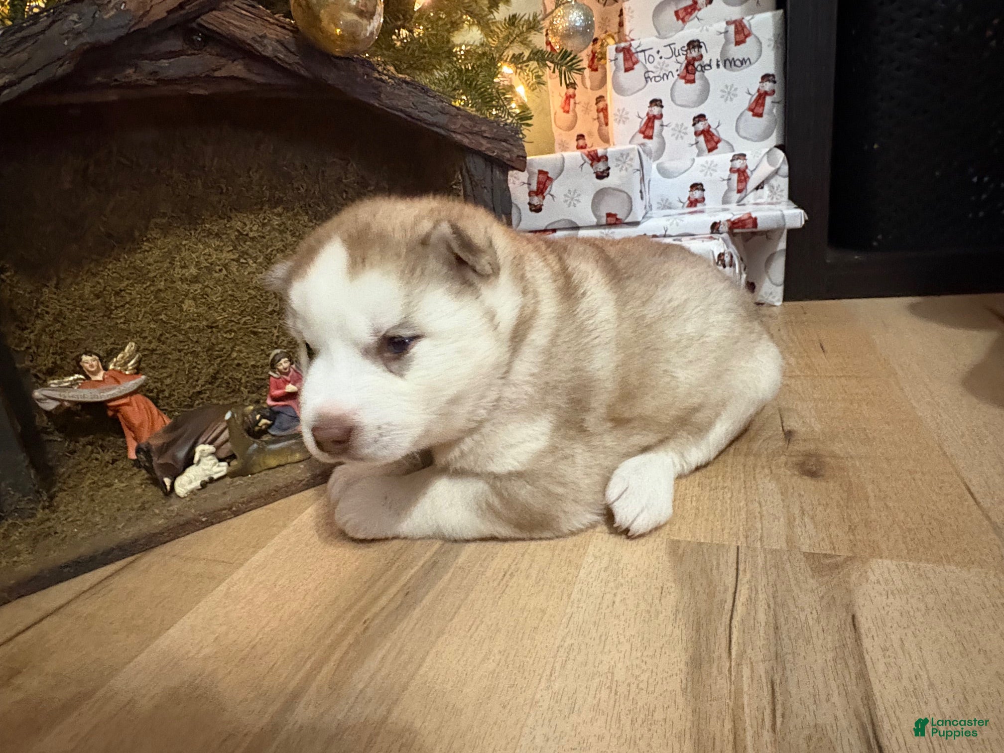 Mixed Breed dogs David - Ad 3