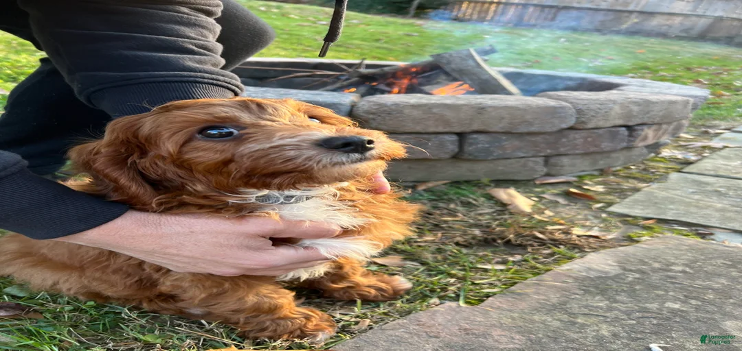 Gallery Image {{count}}