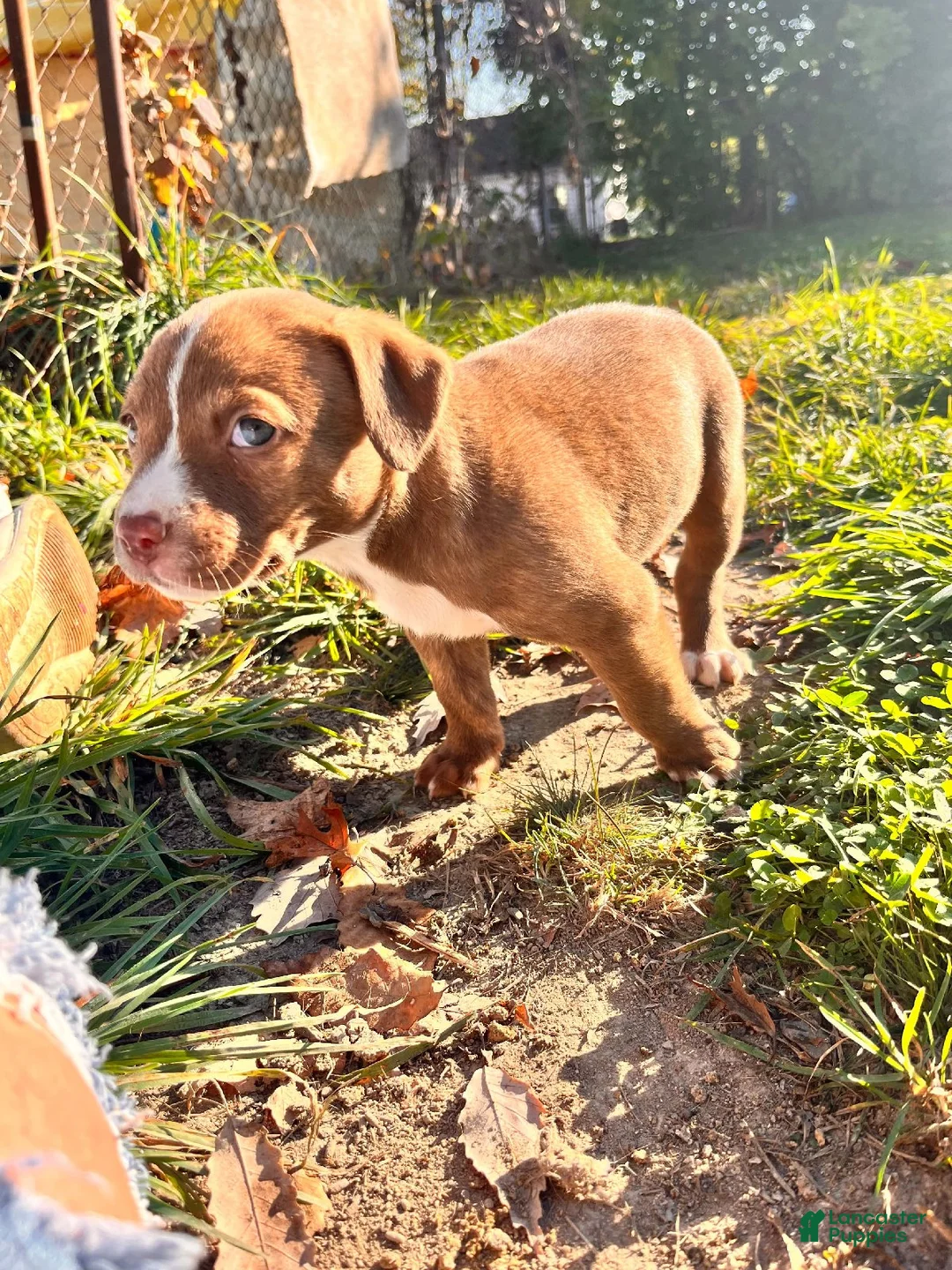 Mixed Breed dogs for sale: Girl 3 - Ad 2