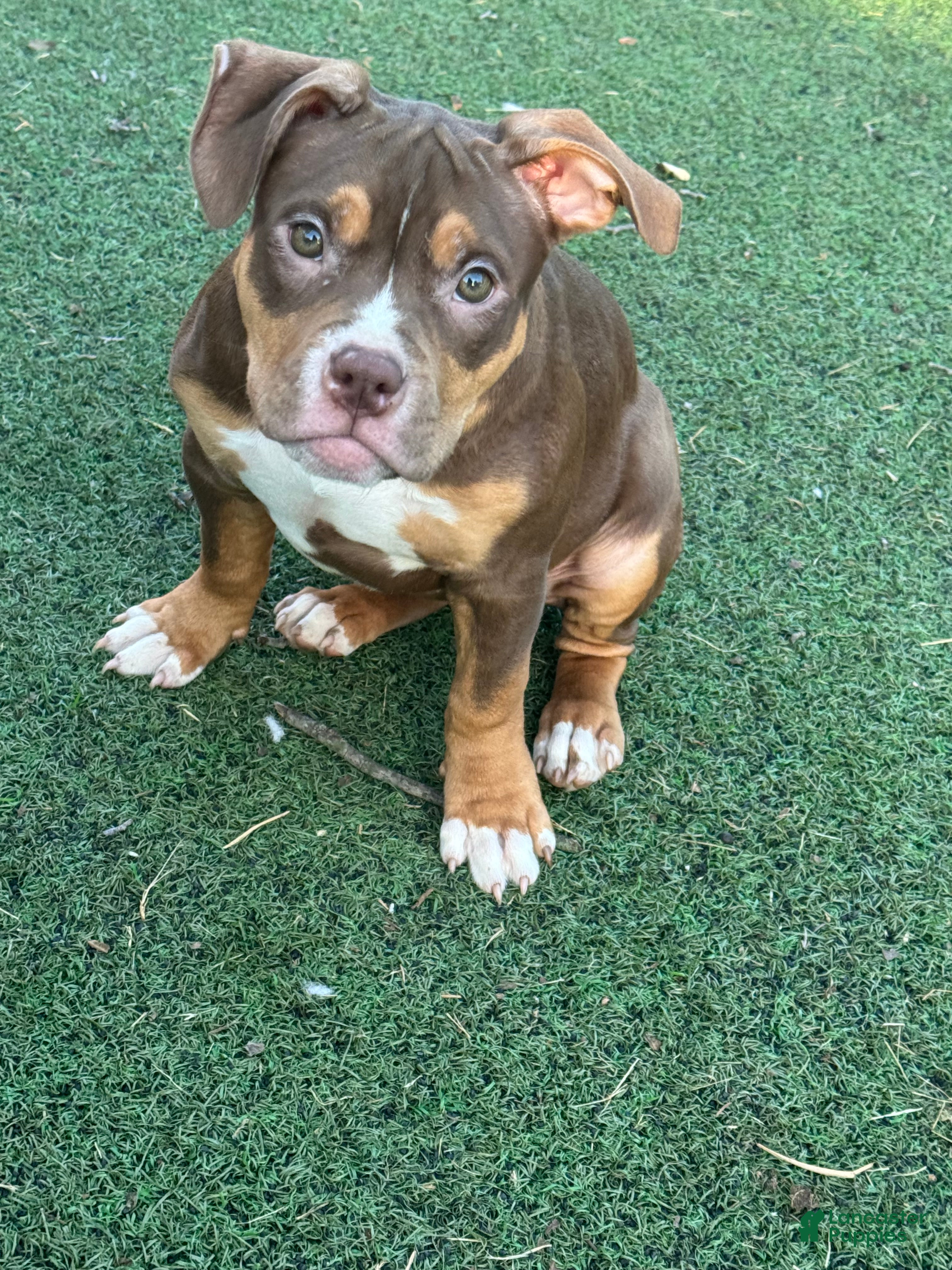 American Bully dogs Toasty - Ad 1