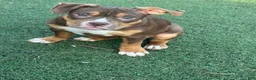 American Bully dogs for sale: Toasty - Ad 1