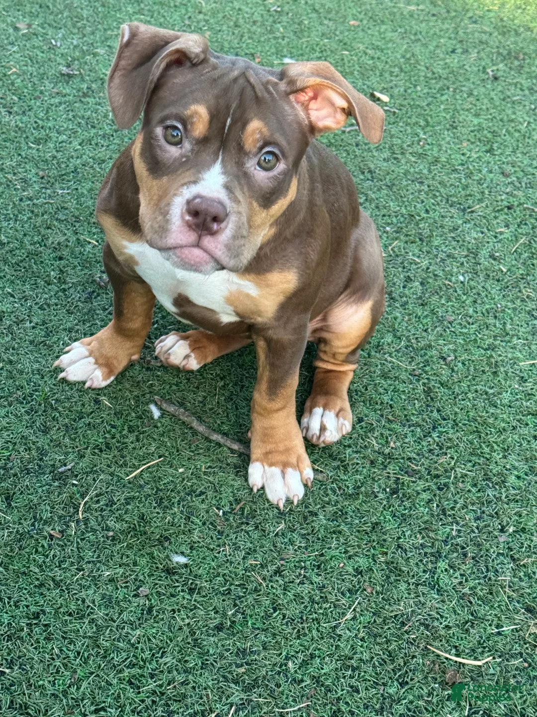 American Bully dogs for sale: Toasty - Ad 1