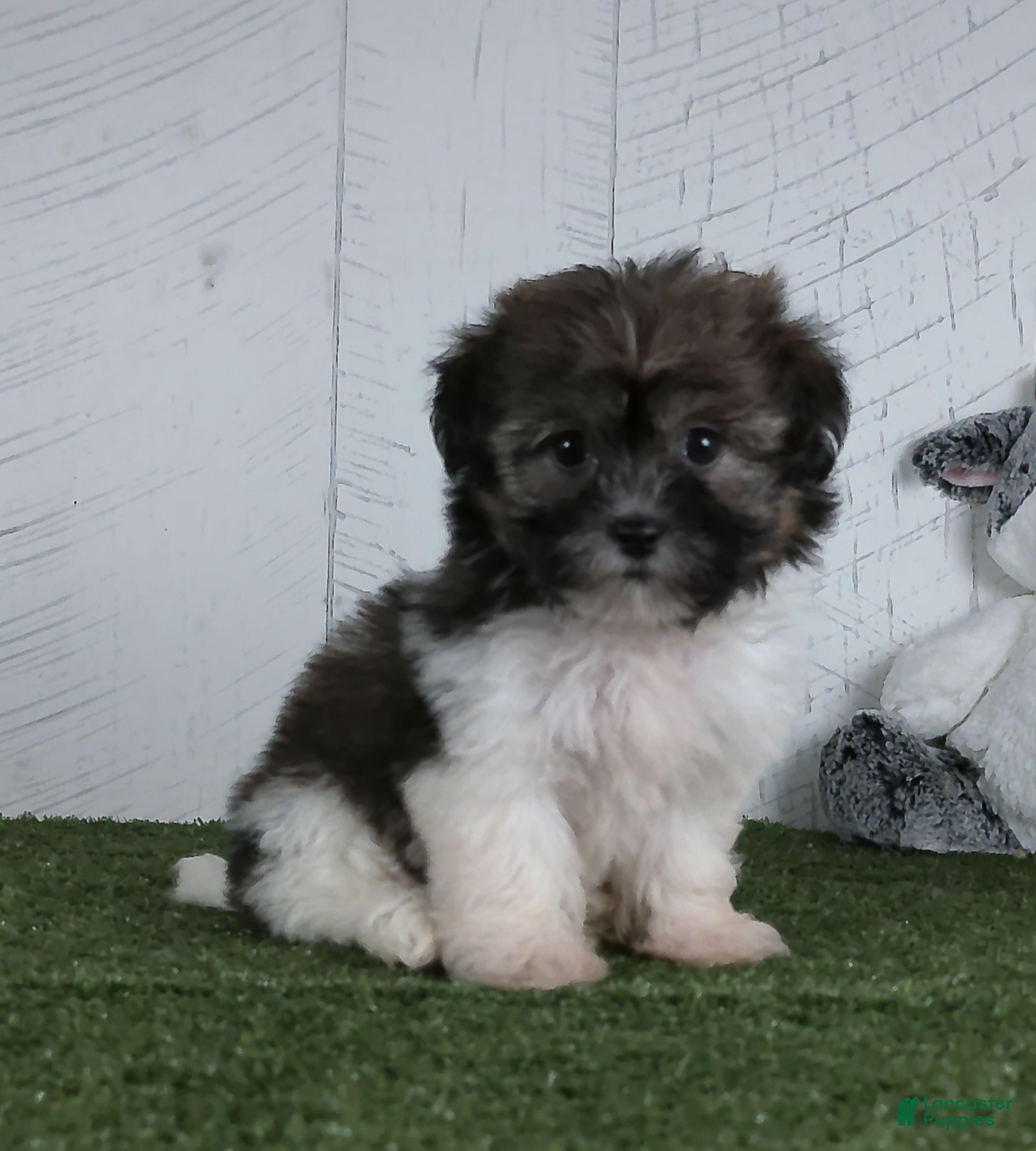 Teddy Bear dogs Mia - Ad 1