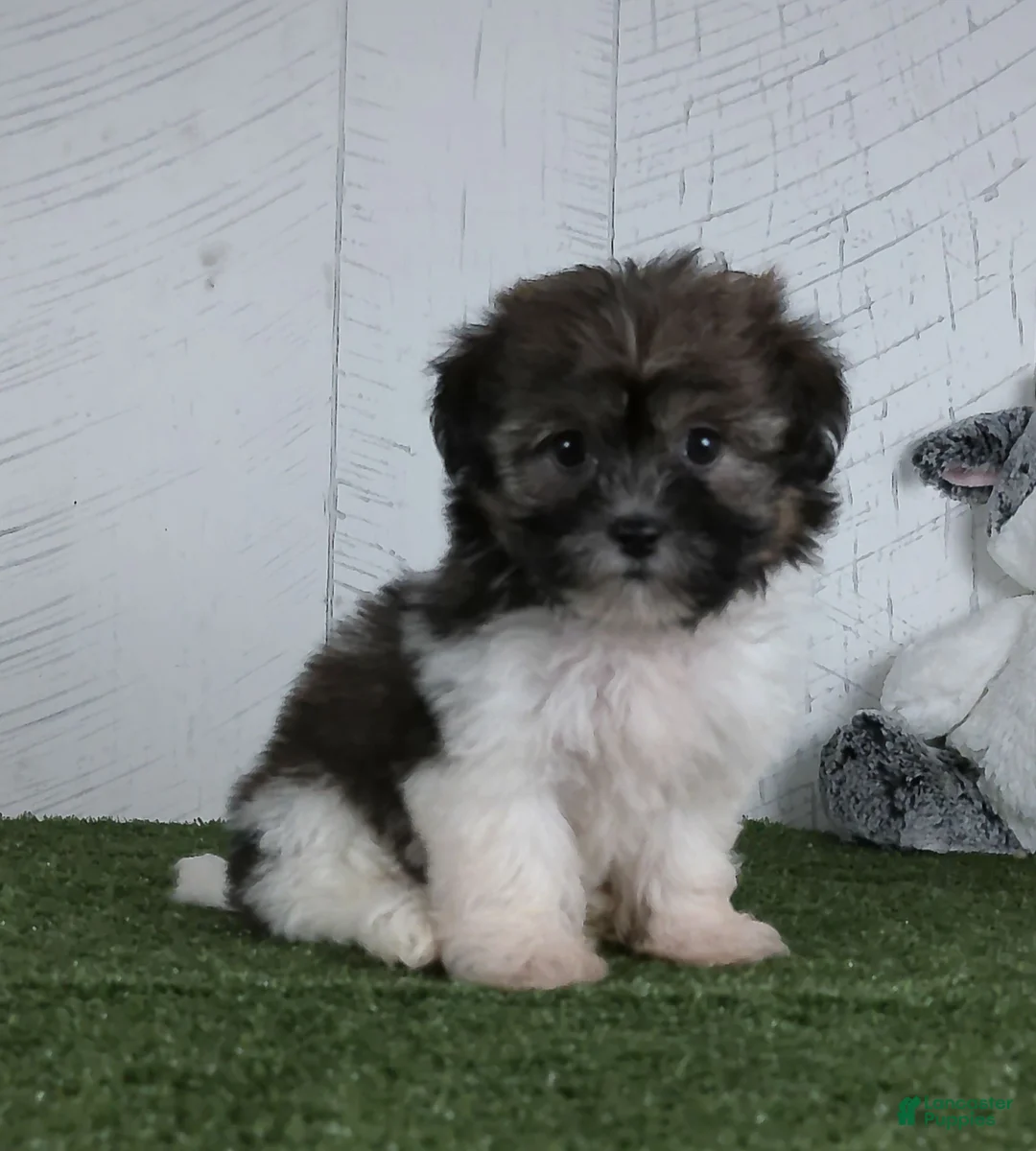 Teddy Bear dogs for sale: Mia - Ad 1