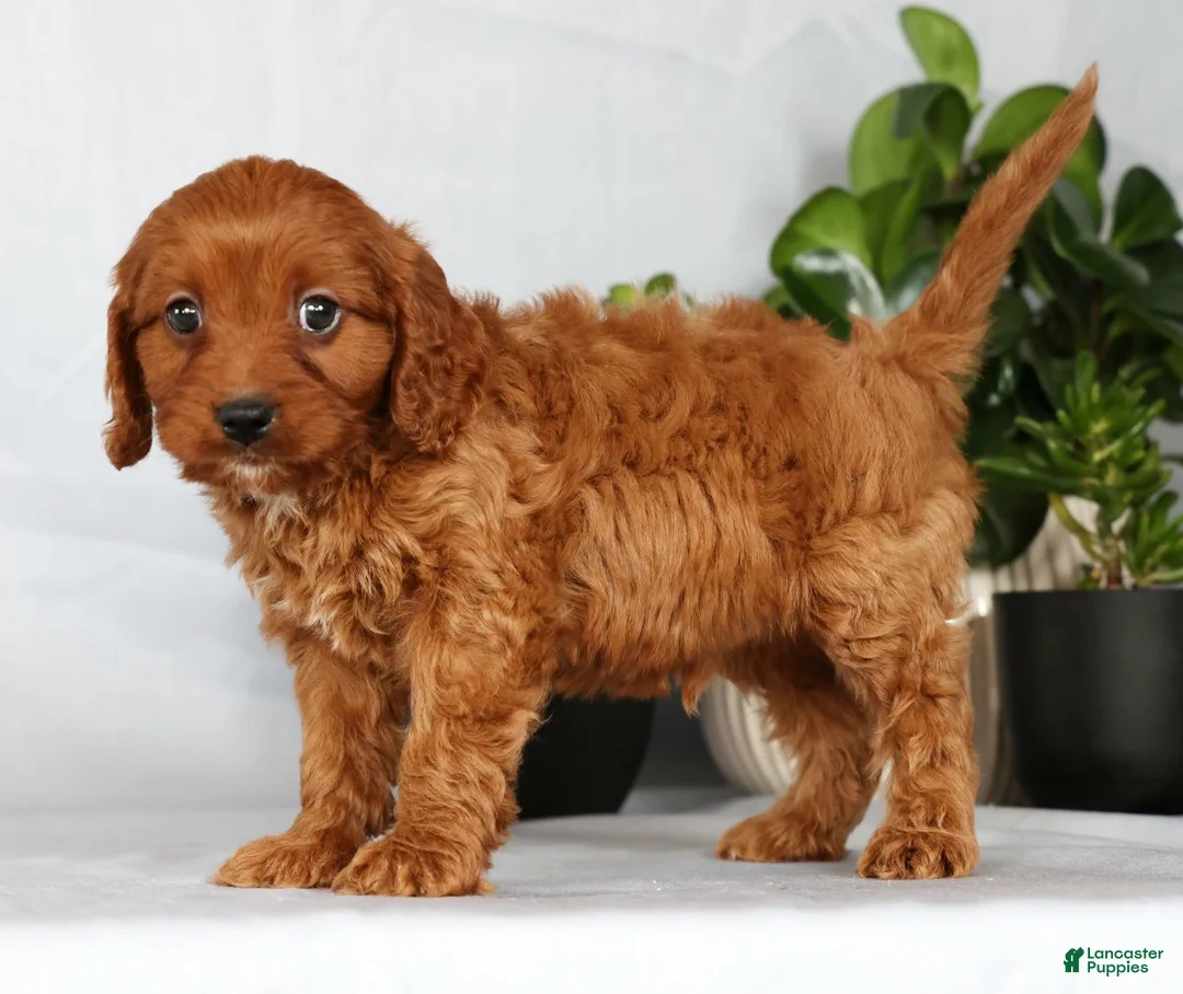 Cavapoo dogs for sale: Milo - Ad 5