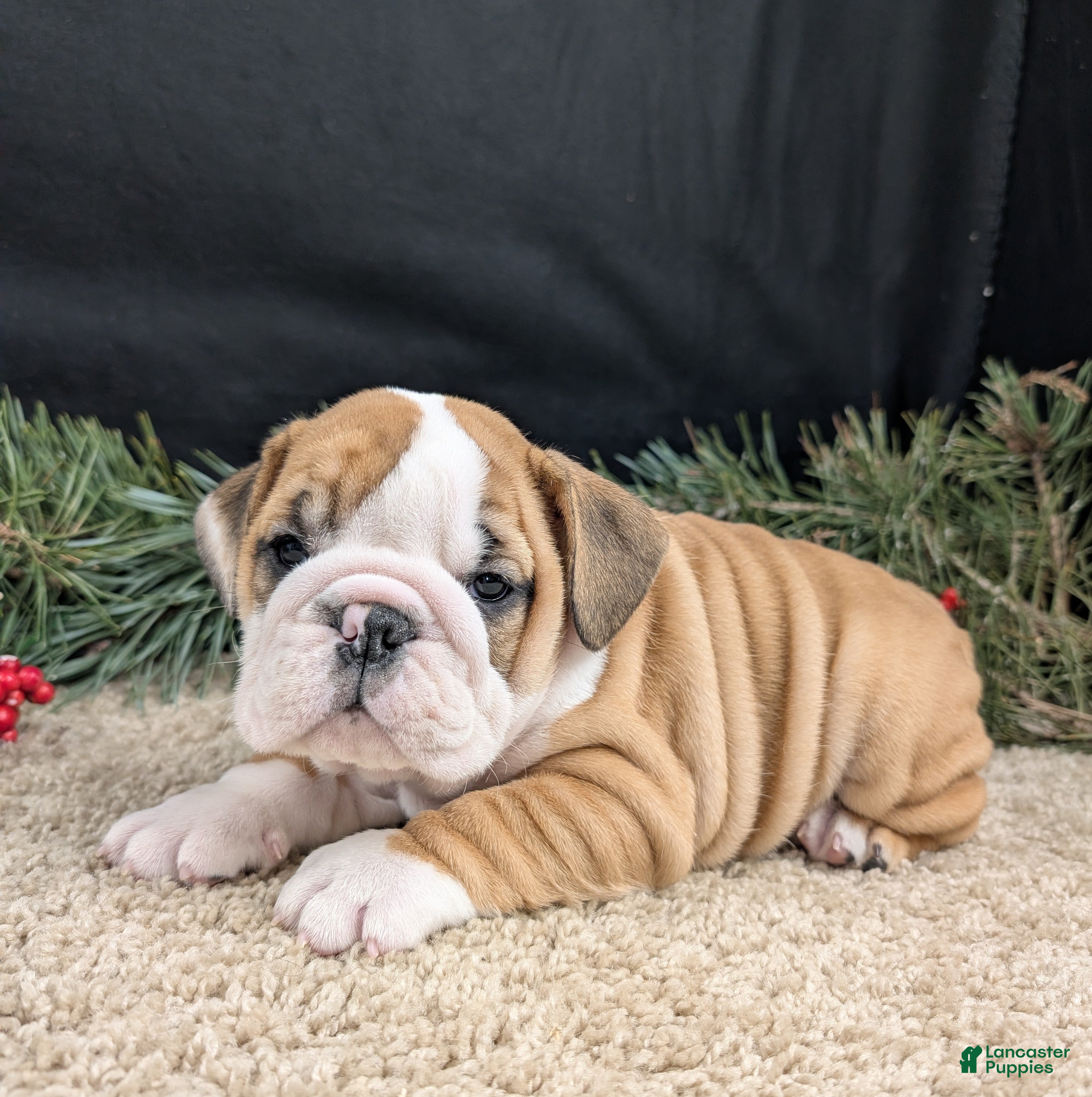 English Bulldog dogs Fudge  - Ad 19