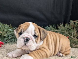 English Bulldog dogs English Bulldog Puppy 2 - Ad 12