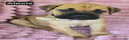 Cane Corso dogs for sale: Alexis - Ad 6