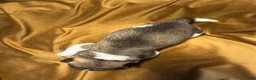 Akita dogs for sale: Nova - Ad 6
