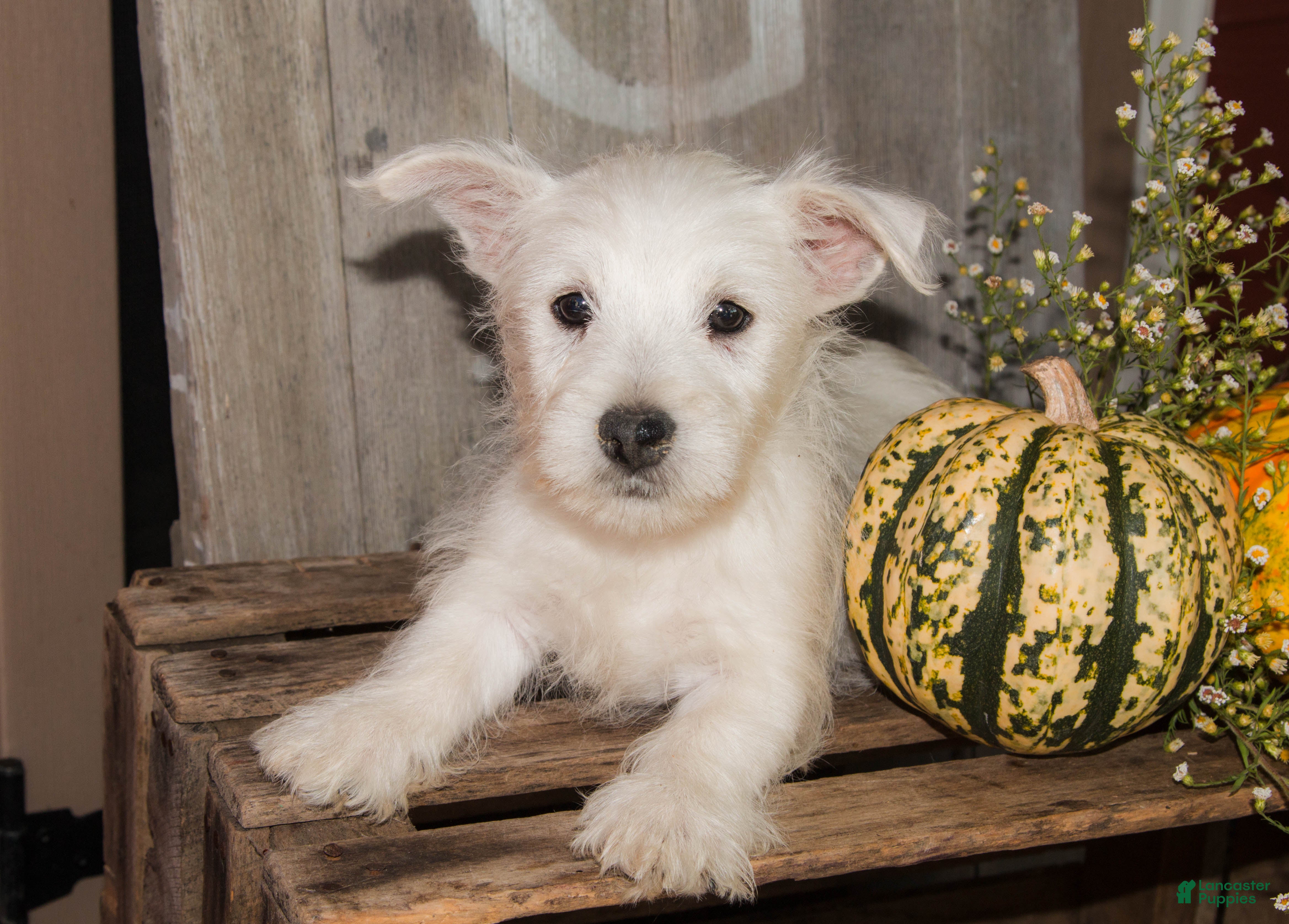 West Highland Terrier dogs for sale: Chestnut - Ad 2