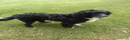 Aussiedoodle dogs for sale: Sunny - Ad 5