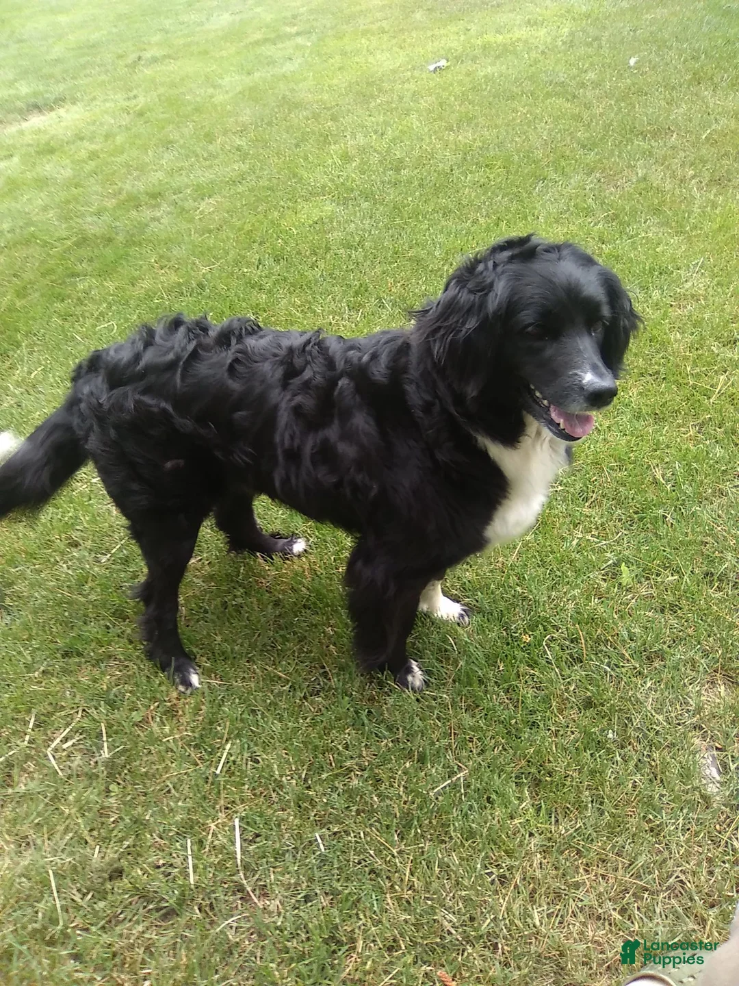 Aussiedoodle dogs for sale: Sunny - Ad 5