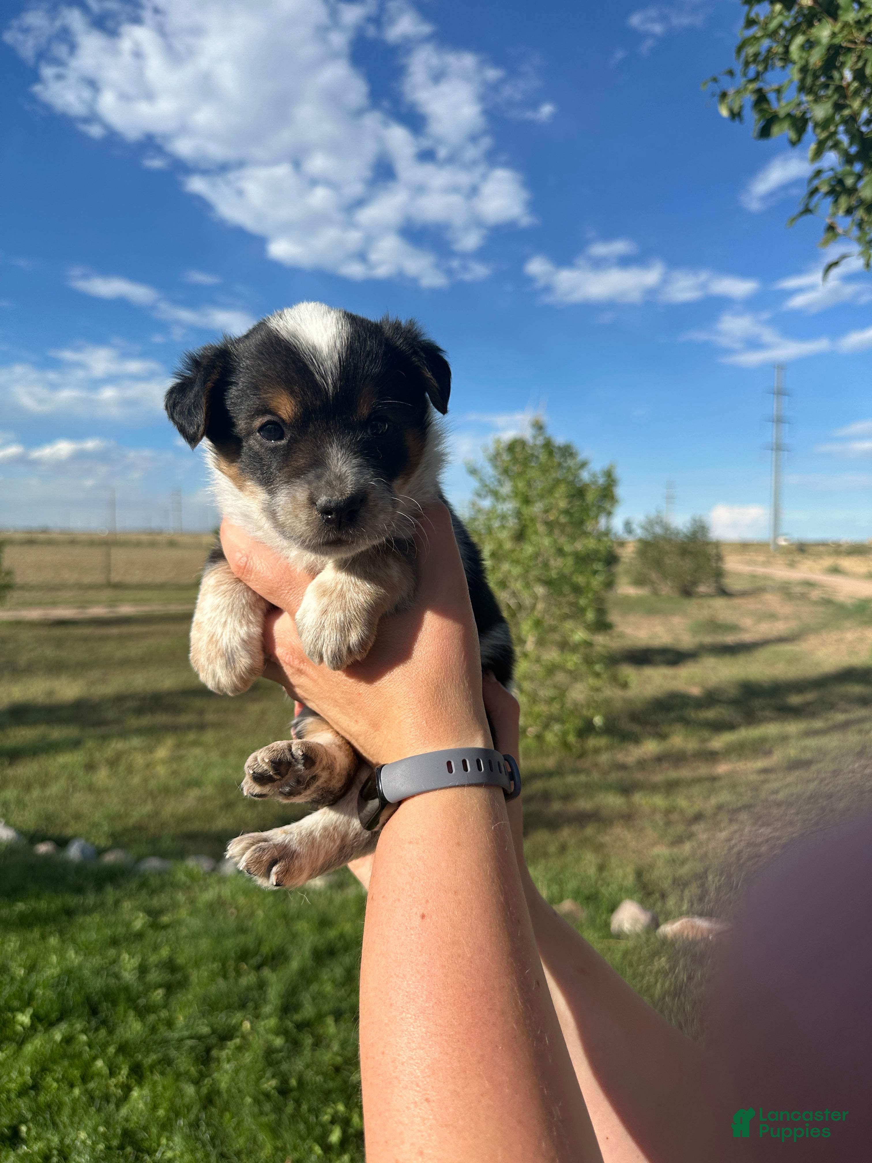 Mixed Breed dogs Tri Girl 3 - Ad 1