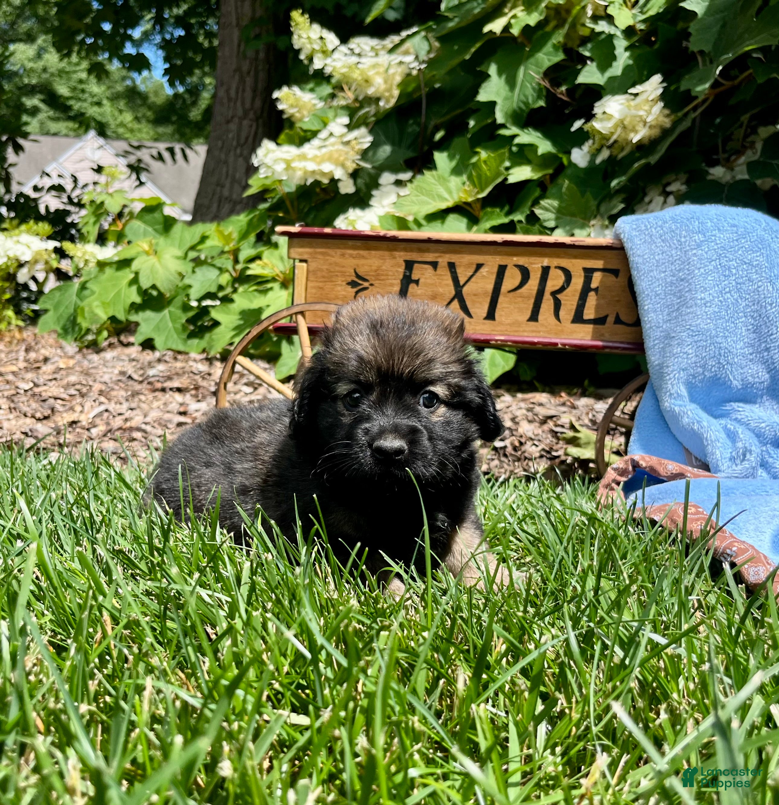 Mixed Breed dogs Baby Eli❤️CockerSpaniel 🐾Eskimo🐶15lbs at maturity - Ad 2