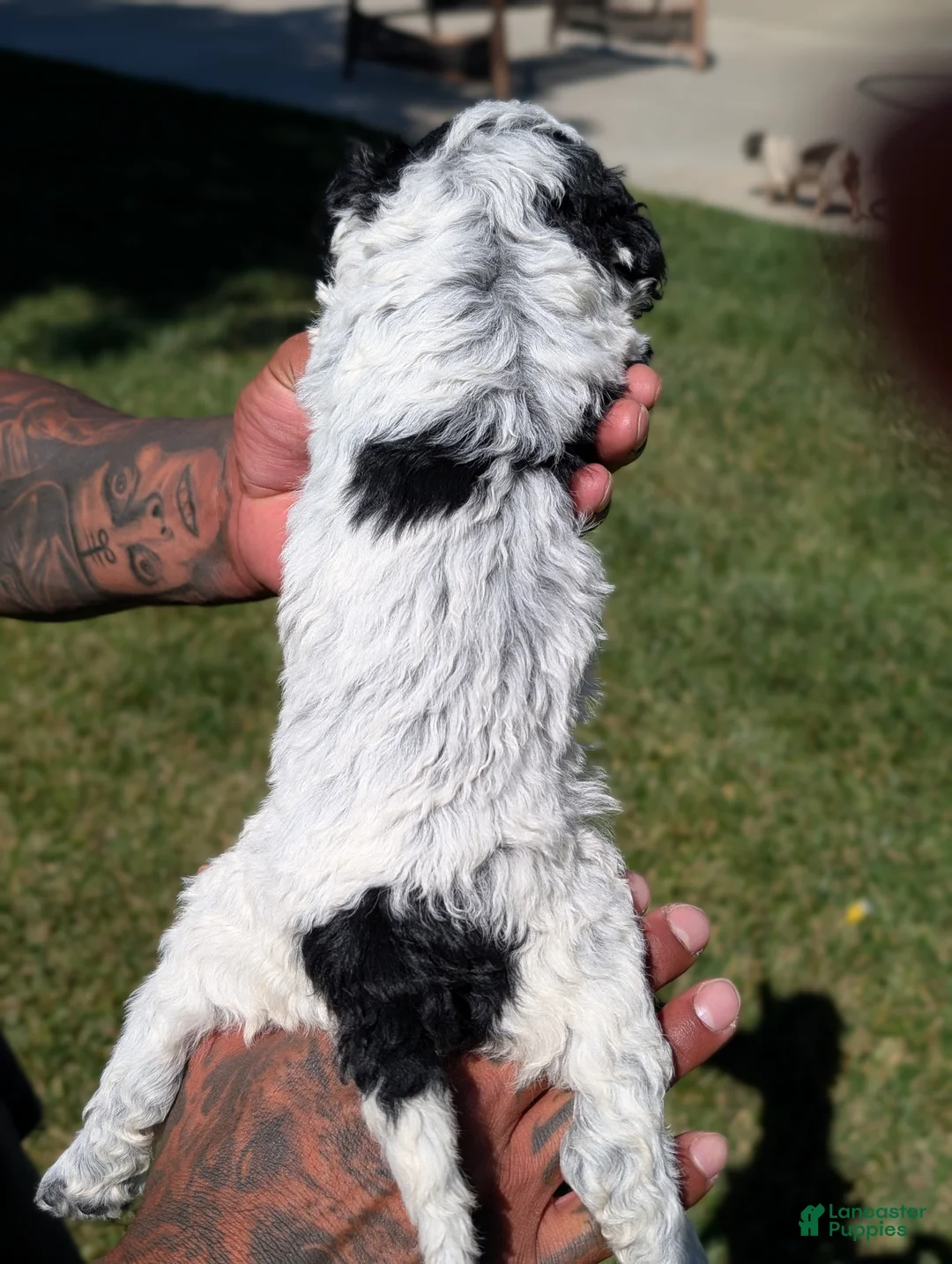 Mixed Breed dogs for sale: INDIGO  - Ad 6