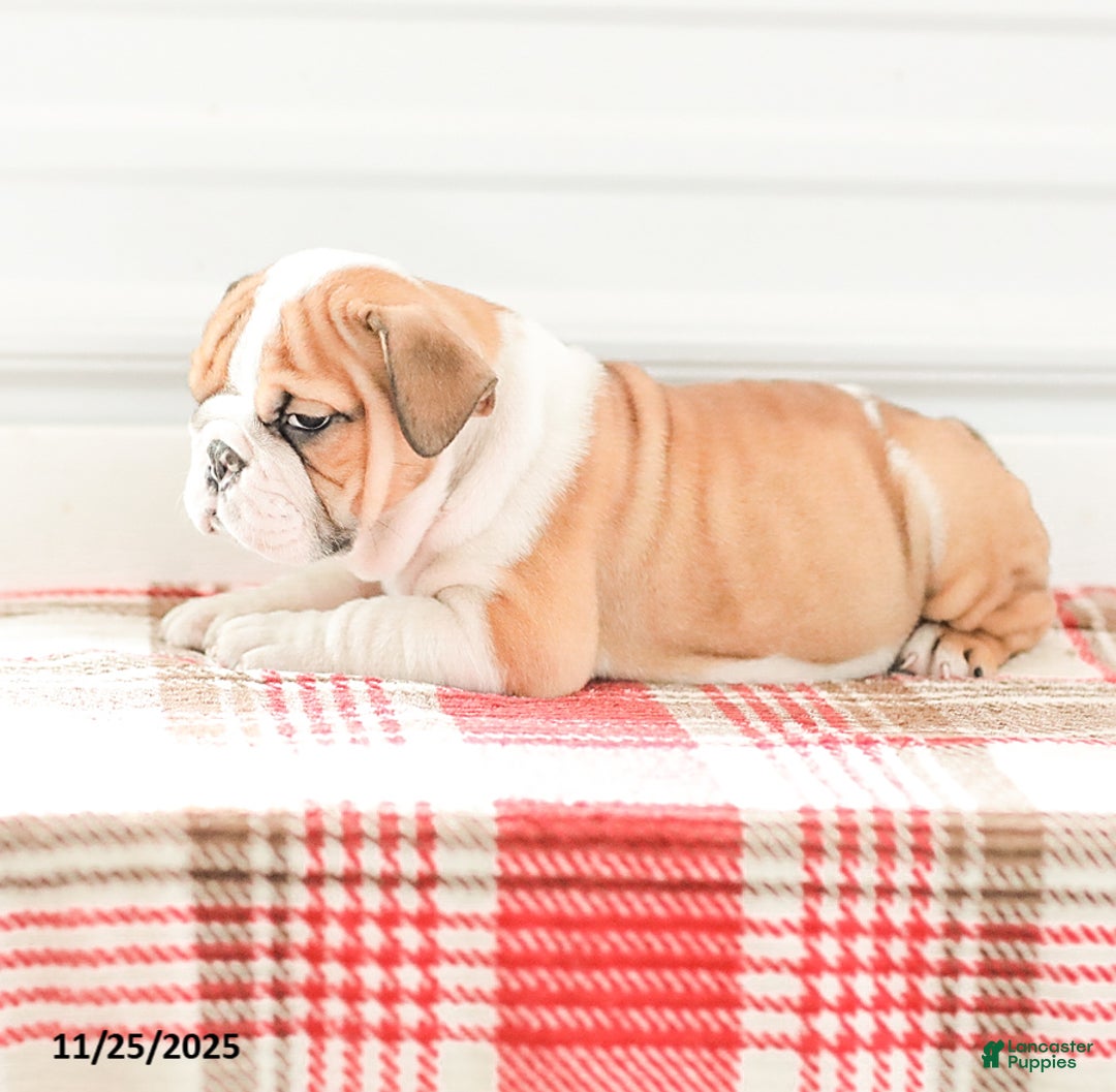 English Bulldog dogs for sale: Rob - Ad 10
