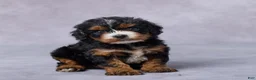 Cavapoo dogs for sale: Bailey - Ad 3